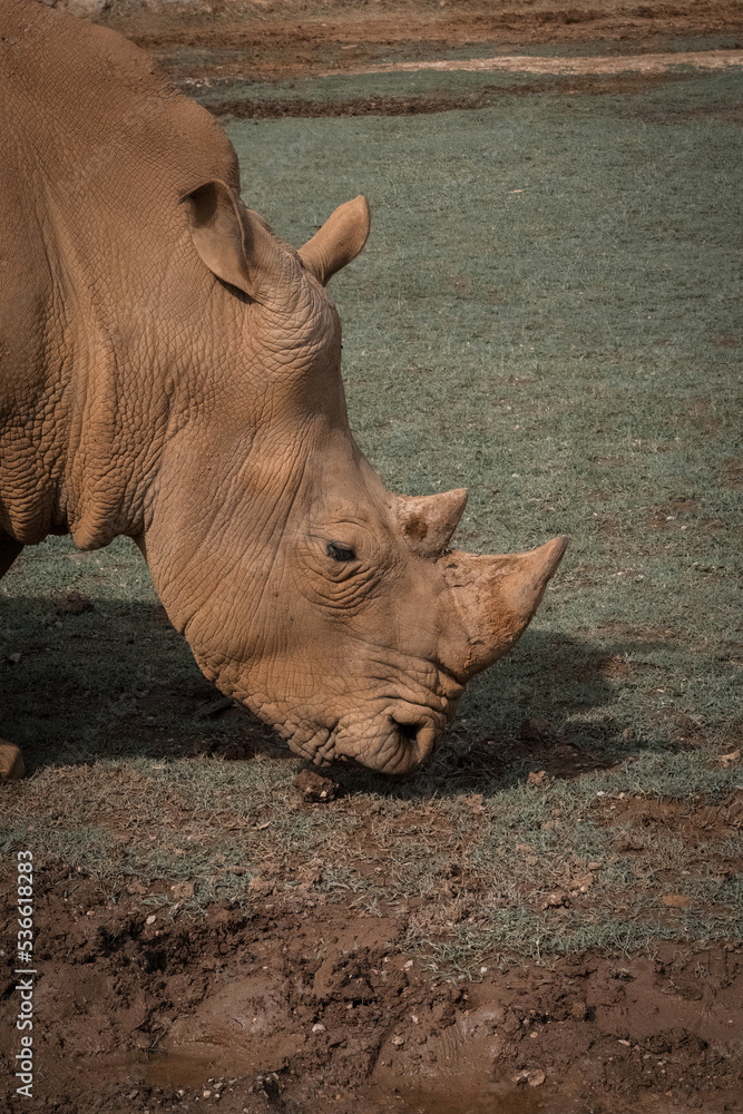 Obraz premium Rhinoceros (Rhinocerotidae), close-up of white rhinoceros in the field, Cantabria, Spain.
