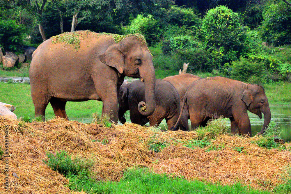 Fototapeta premium beautiful indian elephants in jangle