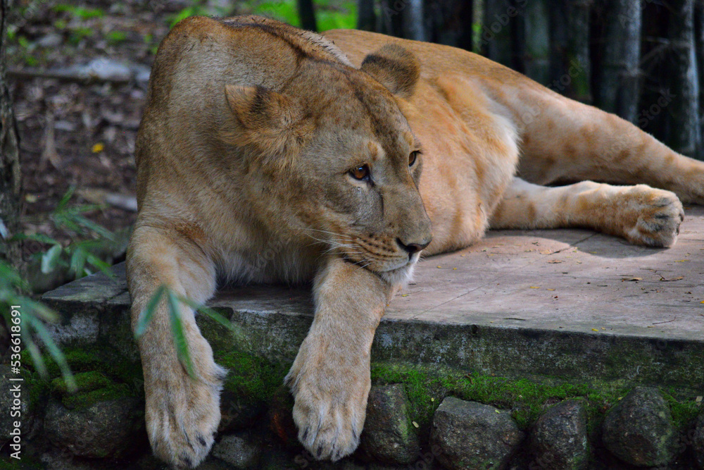 Beautiful Lion and Lioness spotted in the zoo Beautiful Lion and Lioness spotted in the zoo