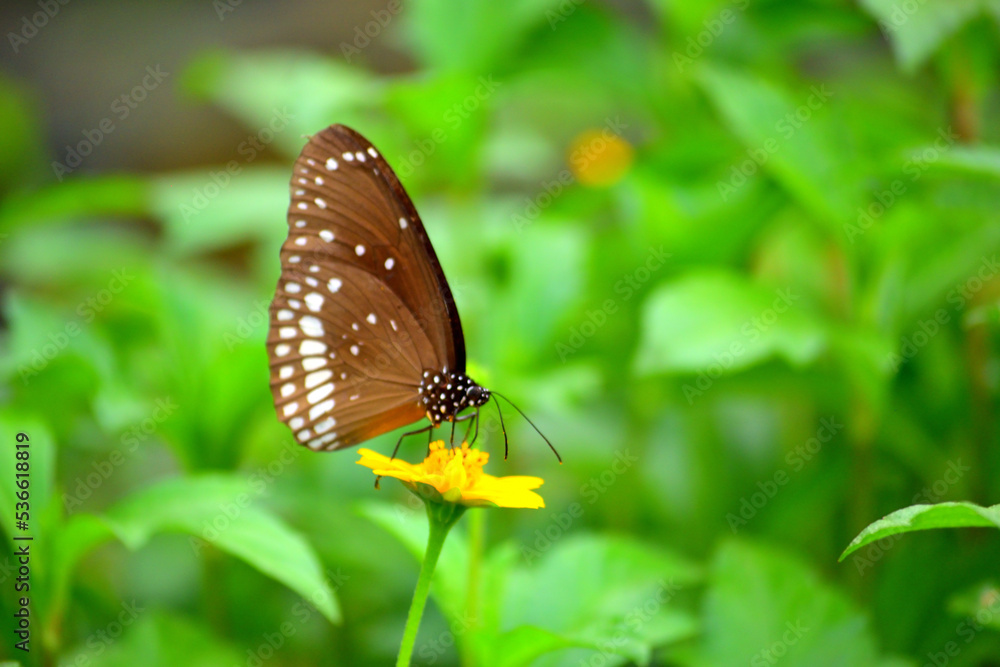 Beautiful Butterfly fly spotted in the garden Beautiful Butterfly fly spotted in the garden