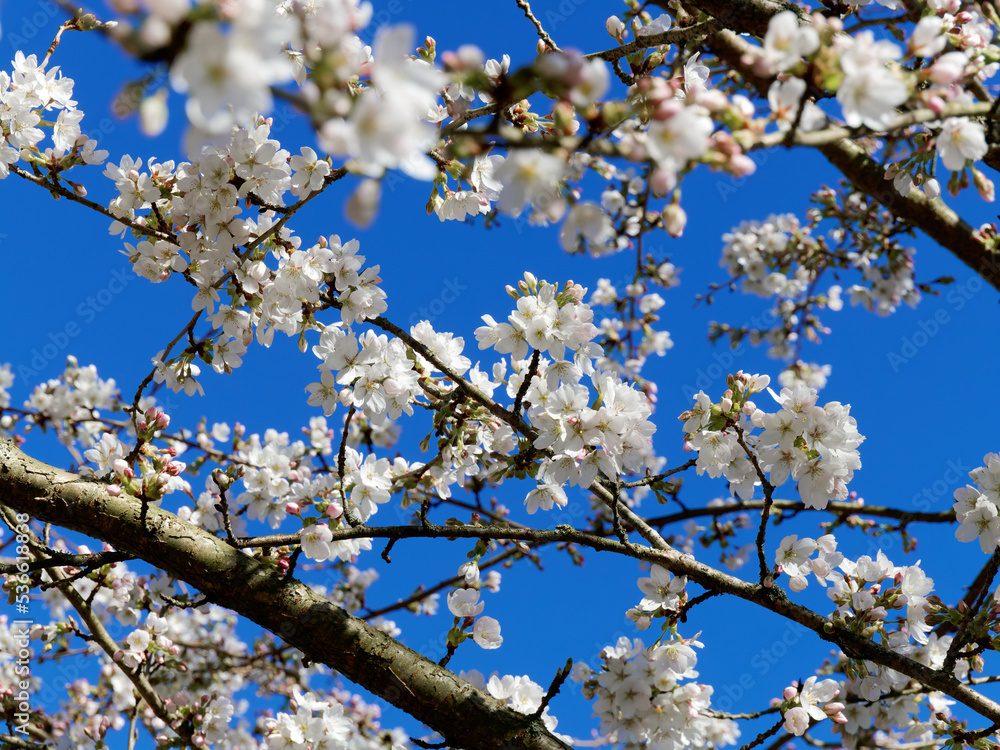 White cherry blossoms against a blue sky. White cherry blossoms against a blue sky.