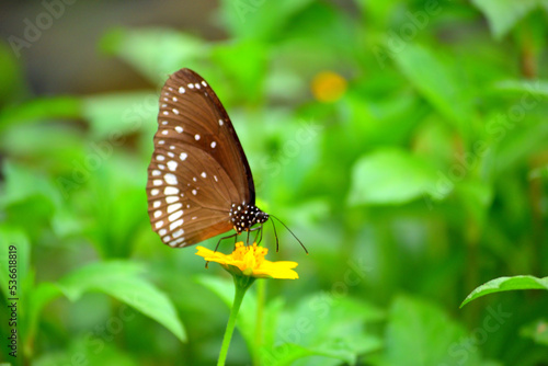 Beautiful Butterfly fly spotted in the garden © Irshad