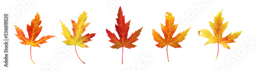 Autumn set, colorful maple leaves isolated on white background
