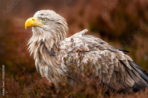 White-tailed eagle portrait in an autumn bog