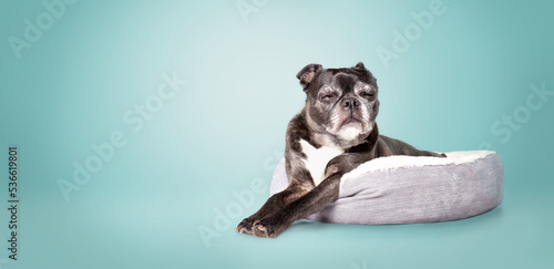 Black dog sleeping in dog bed with blue background. Full body of senior dog lying comfortable with paws stretched out and closed eyes. 9 years old female boston terrier pug mix. Selective focus. photo