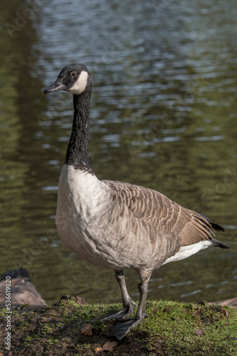 Canadian goose sitting on side of pond