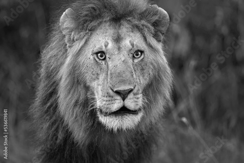 portrait of the Lion  closeup of the lion face in Masai Mara Kenya