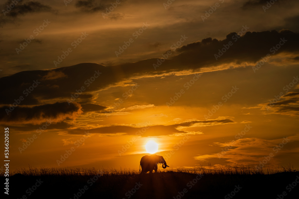 silhouette of a elephant against setting sun in Kenya Masai Mara. 