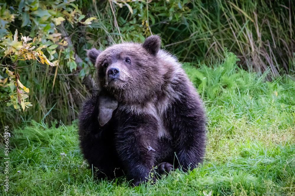 Obraz premium Brown Bear Cub