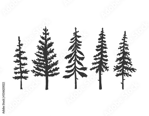 Collection of pine tree silhouettes. Vector  isolated