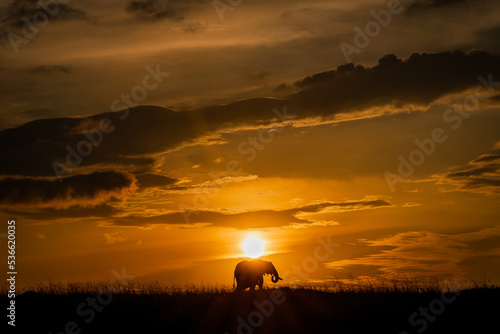 silhouette of a elephant against setting sun in Kenya Masai Mara. 