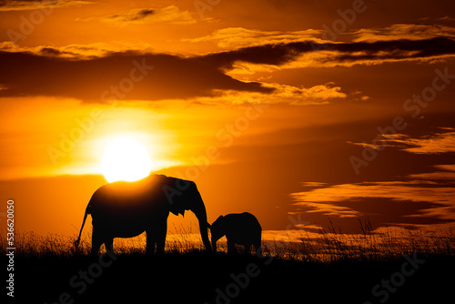 elephants at sunset with the baby in Masai Mara Kenya