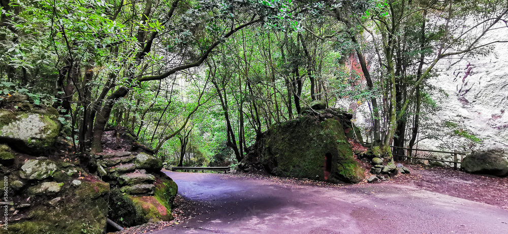 Obraz premium Los Tilos Forest on the island of La Palma, a place of indescribable beauty