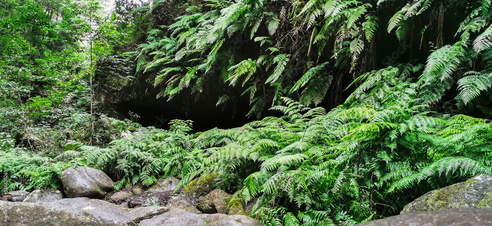 Los Tilos Forest on the island of La Palma, a place of indescribable beauty Los Tilos Forest on the island of La Palma, a place of indescribable beauty