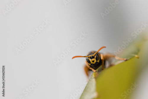 Close up of Paper Wasp on a leaf, copyspace, polistes dominula
