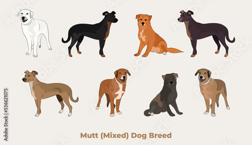 Mixed breed, dog mutt drawing. Cute dog characters in various poses, designs for prints adorable and cute mongrel cartoon vector set, in different poses. All popular colors. Terrier symbol.