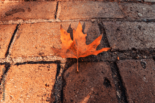 Hoja de otoño en suelo empedrado photo