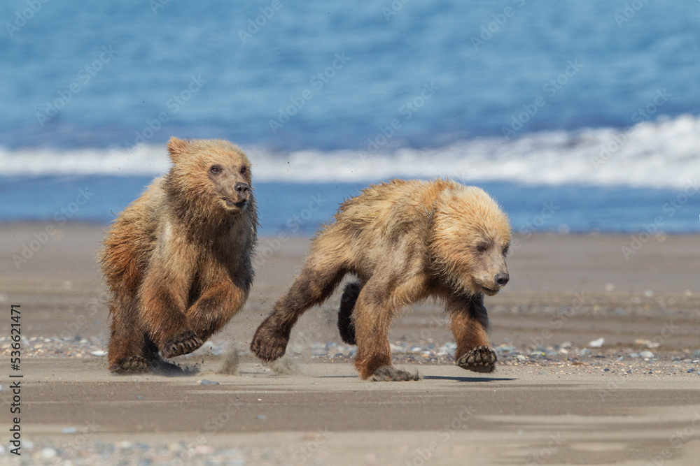 Obraz premium brown bear cubs