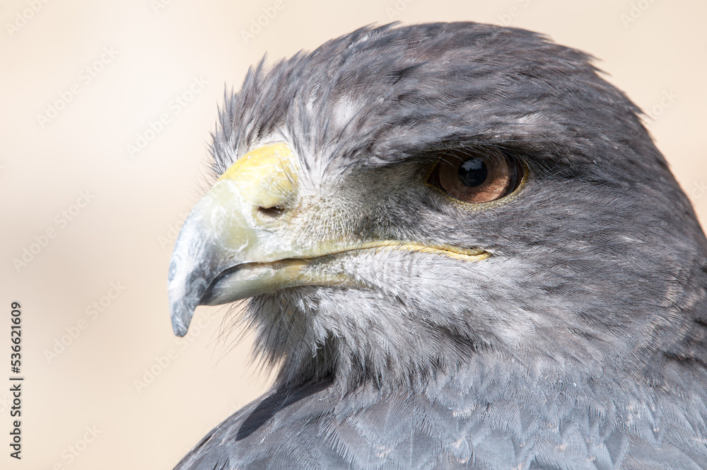Fototapeta premium Portrait Blaubussard