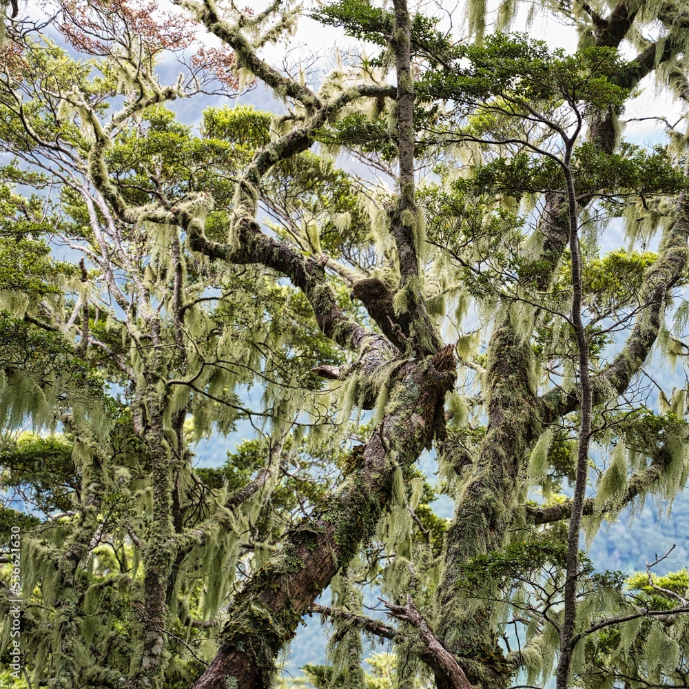 Fototapeta premium Kea, Aspiring National Park, New Zealand