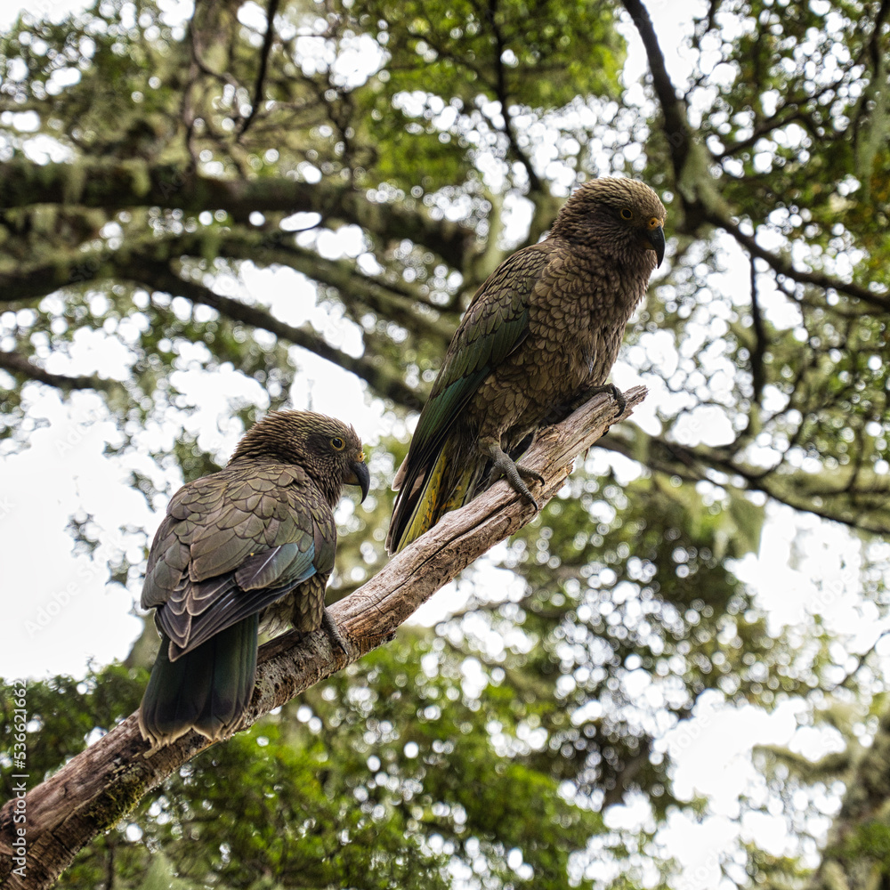 Kea, Aspiring National Park, New Zealand Kea, Aspiring National Park, New Zealand