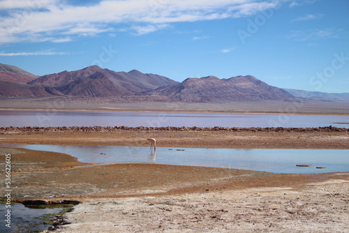 Desert landscape of northwestern Argentina