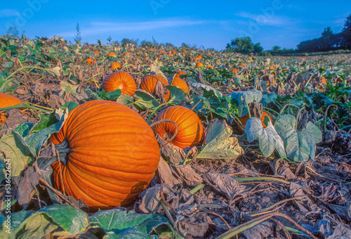 Pumpkin Field. Victor, New York