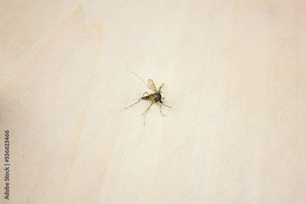 Mosquito killed on a wooden surface. Mosquito killed on a wooden surface.