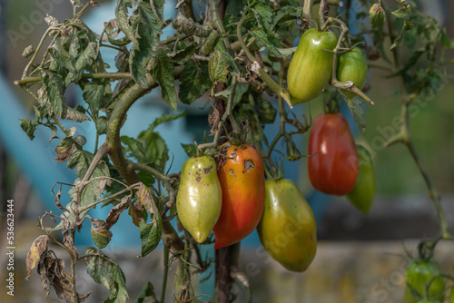 Tomatoes ripening in a garden in late summer.