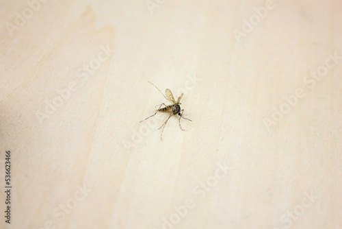 Mosquito killed on a wooden surface.