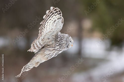 Owl portrait in winter, ural owl in winter forest. Strix uralensis. Winter scene with a ural owl. Wildlife scene from nature.