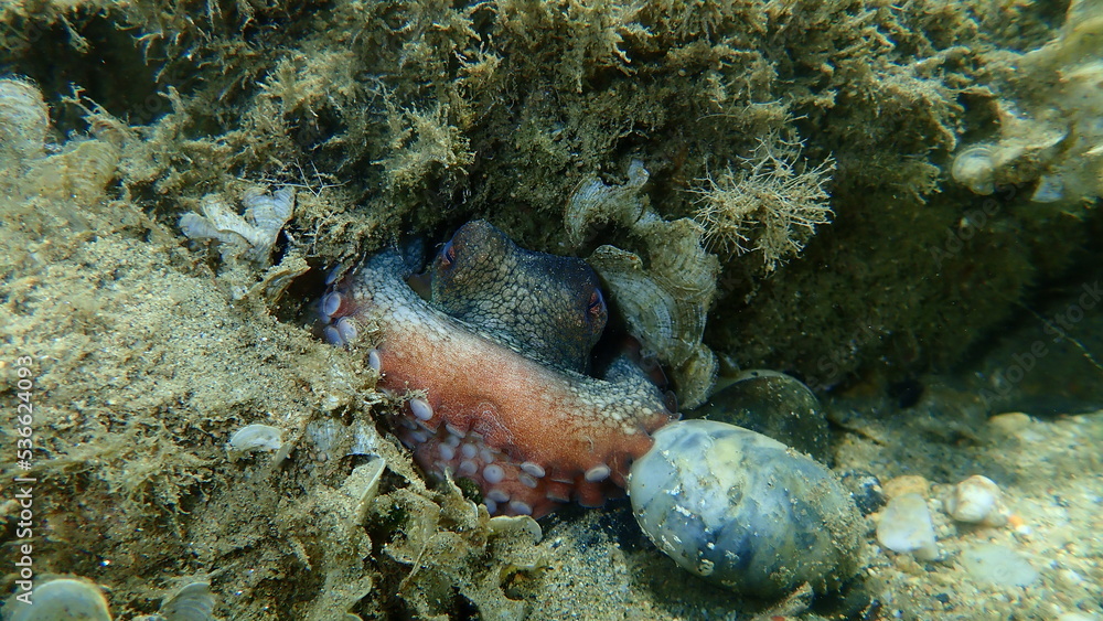 Common octopus (Octopus vulgaris) undersea, Aegean Sea, Greece, Halkidiki
Common octopus (Octopus vulgaris) undersea, Aegean Sea, Greece, Halkidiki