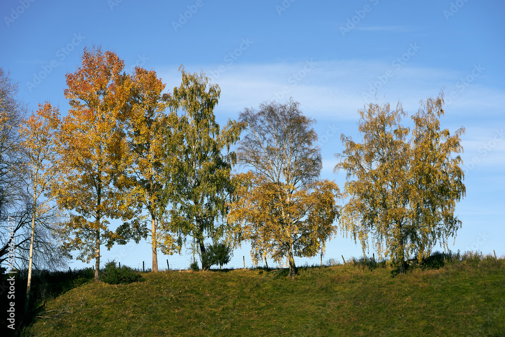 Fototapeta premium autumn trees by a pasture