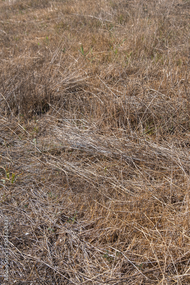Fototapeta premium dried weeds in the field