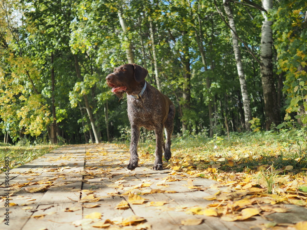 Hunting dog of the German breed Drathaar in autumn in the park outdoors on a sunny day. High quality photo