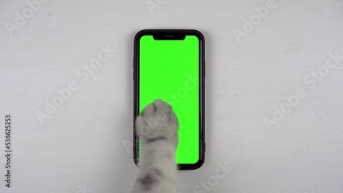 The cat's paw of the British cat taps the phone on the screen. The cat is using the phone. Green screen on the smartphone lying on the table.