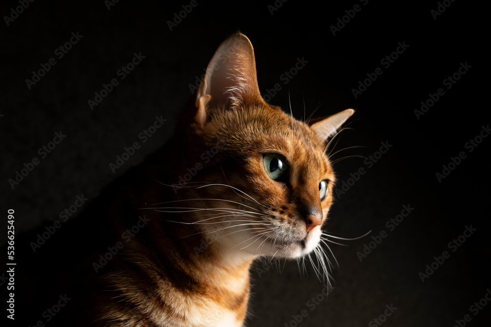 Bengal cat