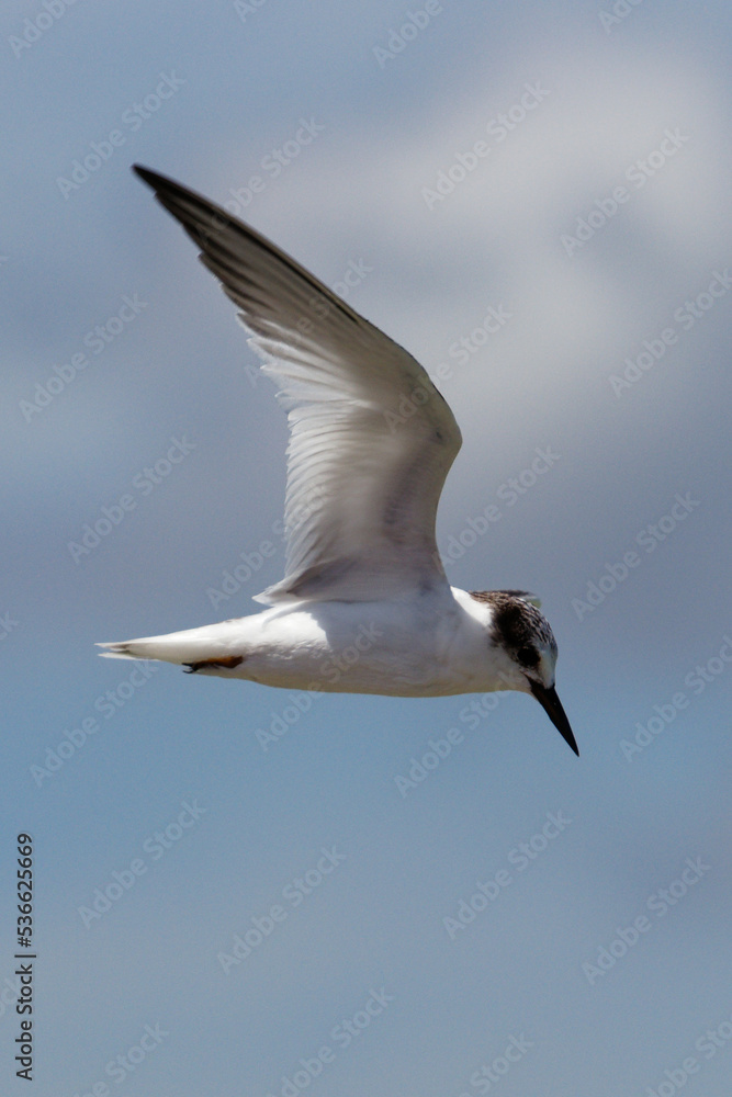 Obraz premium seagull in flight