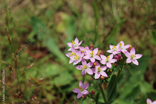 Pink centaury flowers in close up