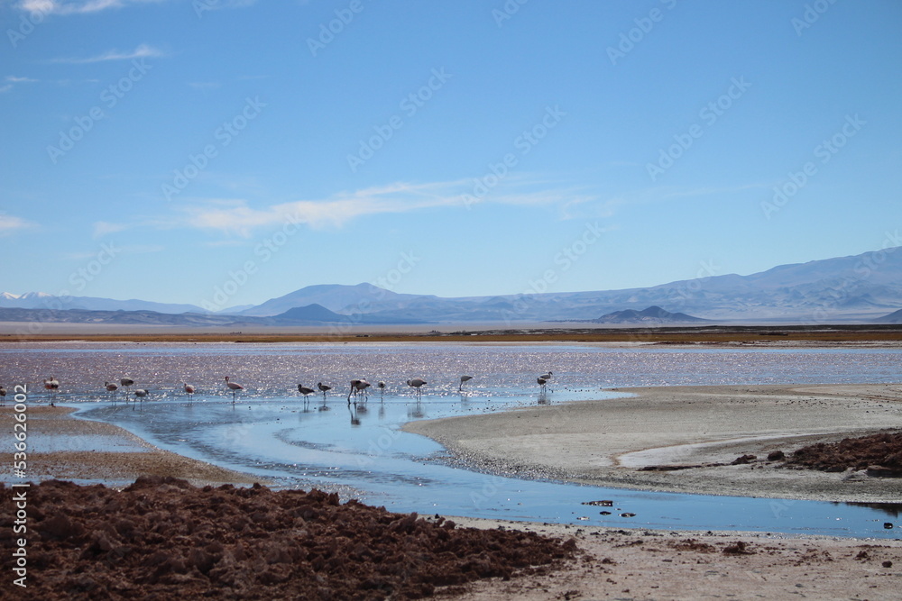 Desert landscape of northwestern Argentina