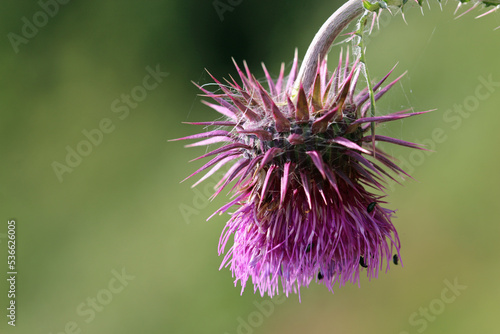 Purple musk thistle flower in close up