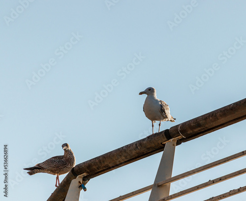 two seagulls are sitting on a railing at the north sea