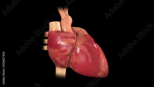 Beating heart normal rythym photo