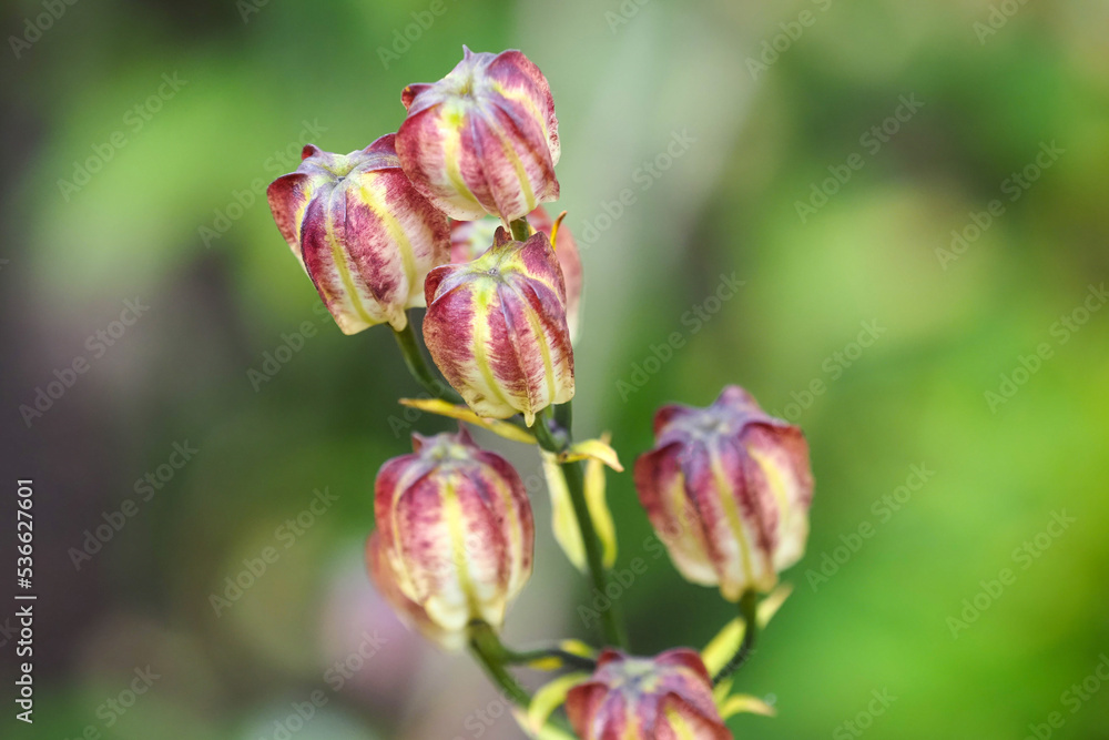 Closeup of ripening seedheads of the bulbous garden plant lilium monadelphum Closeup of ripening seedheads of the bulbous garden plant lilium monadelphum