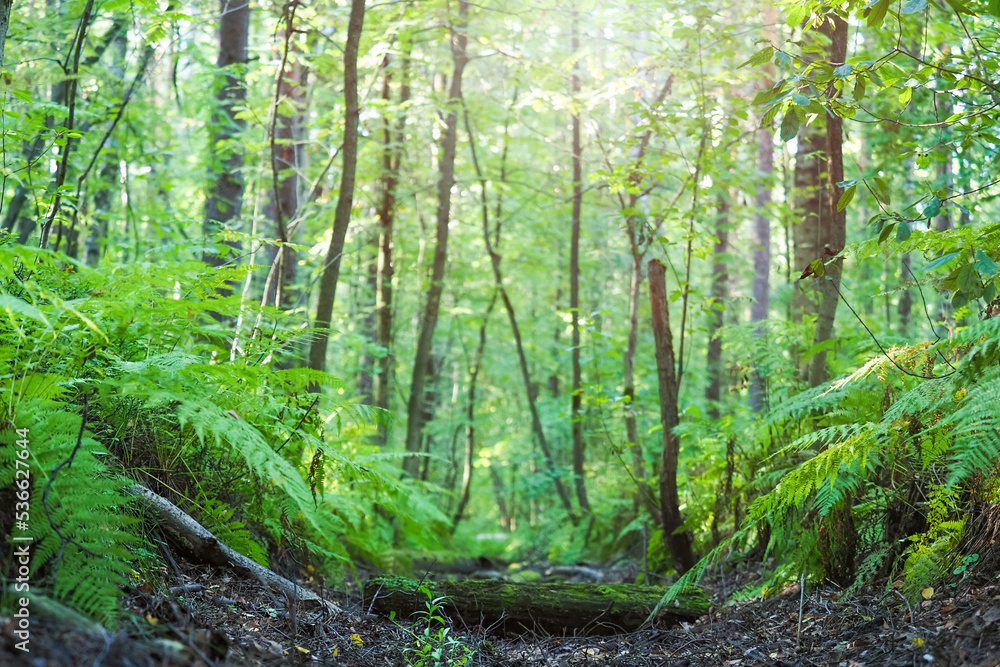 Fototapeta premium Fern in the forest, view from below, lush rainforest summer path