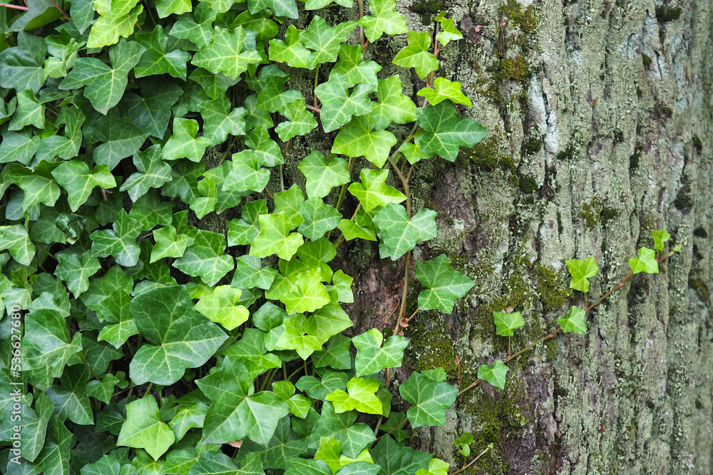 Hedera helix or English Ivy. Ivy green branches against a gray bark of a tree. Natural background Hedera helix or English Ivy. Ivy green branches against a gray bark of a tree. Natural background