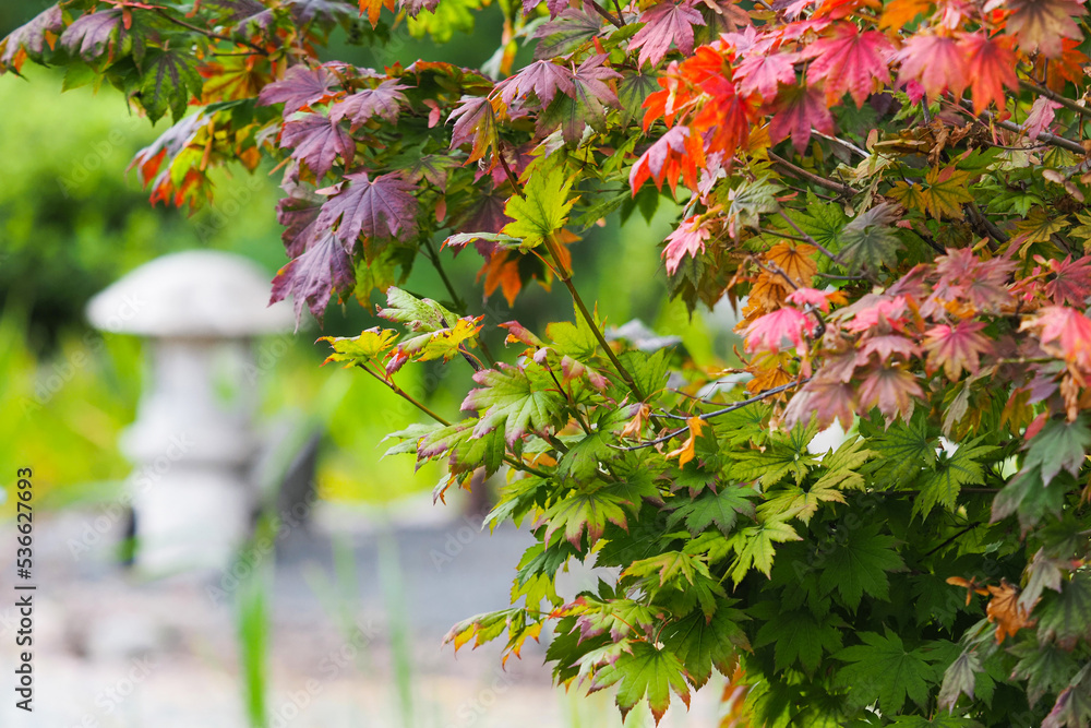 Japanese garden in autumn. Acer pseudosieboldianum, Japanese stone lantern in the background Japanese garden in autumn. Acer pseudosieboldianum, Japanese stone lantern in the background