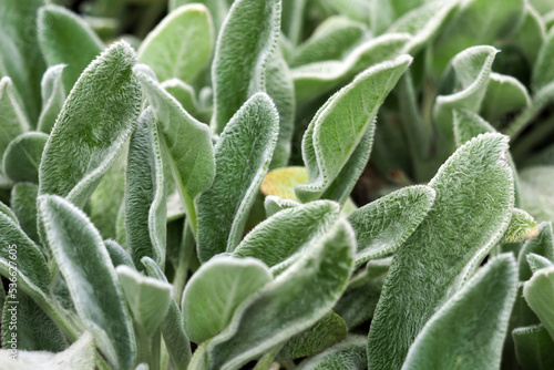 Closeup of silvery shaggy leaves of lamb's-ear plants or stachys byzantina, stachys lanata, woolly hedgenettle photo