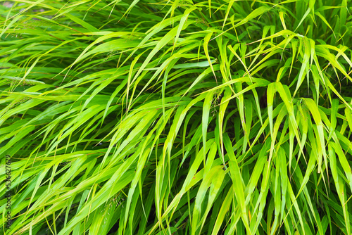 Hakonechloa macra, an cultural decorative cereal in garden, green herb background