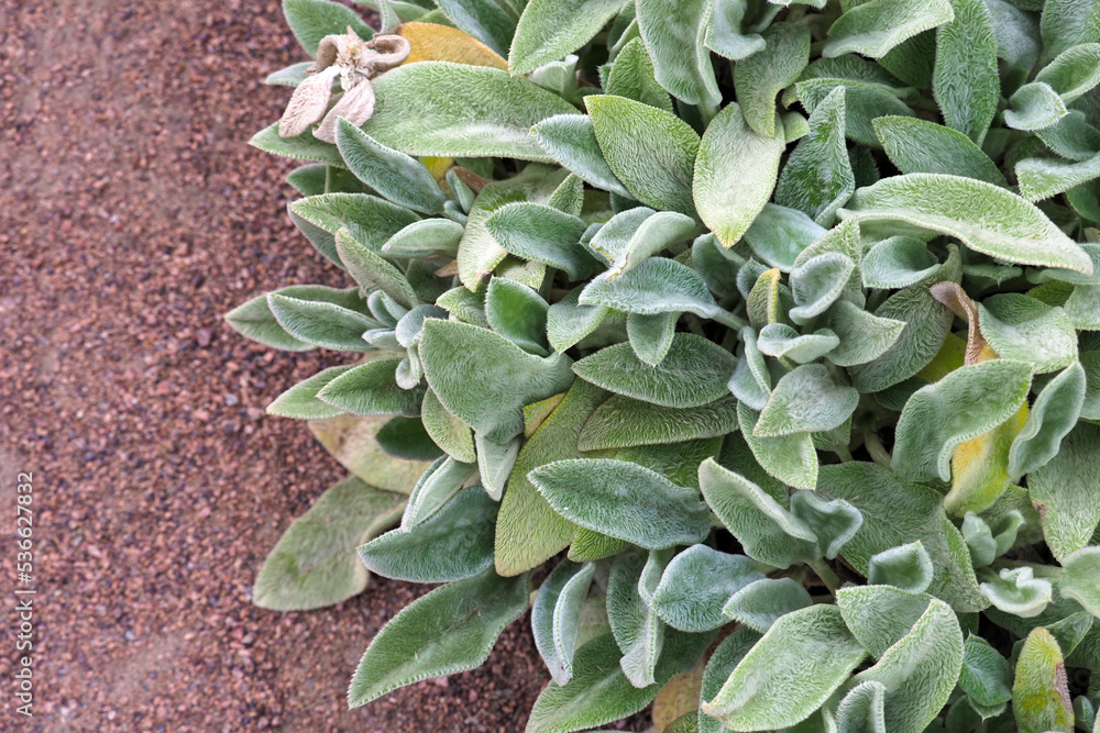 Silvery shaggy leaves of lamb'sear plants or stachys byzantina